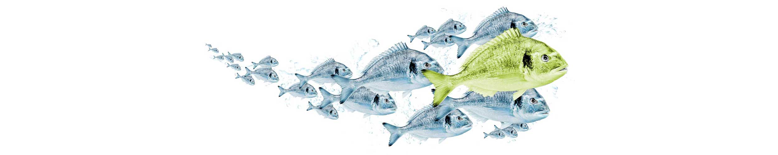 Fische - Doraden
